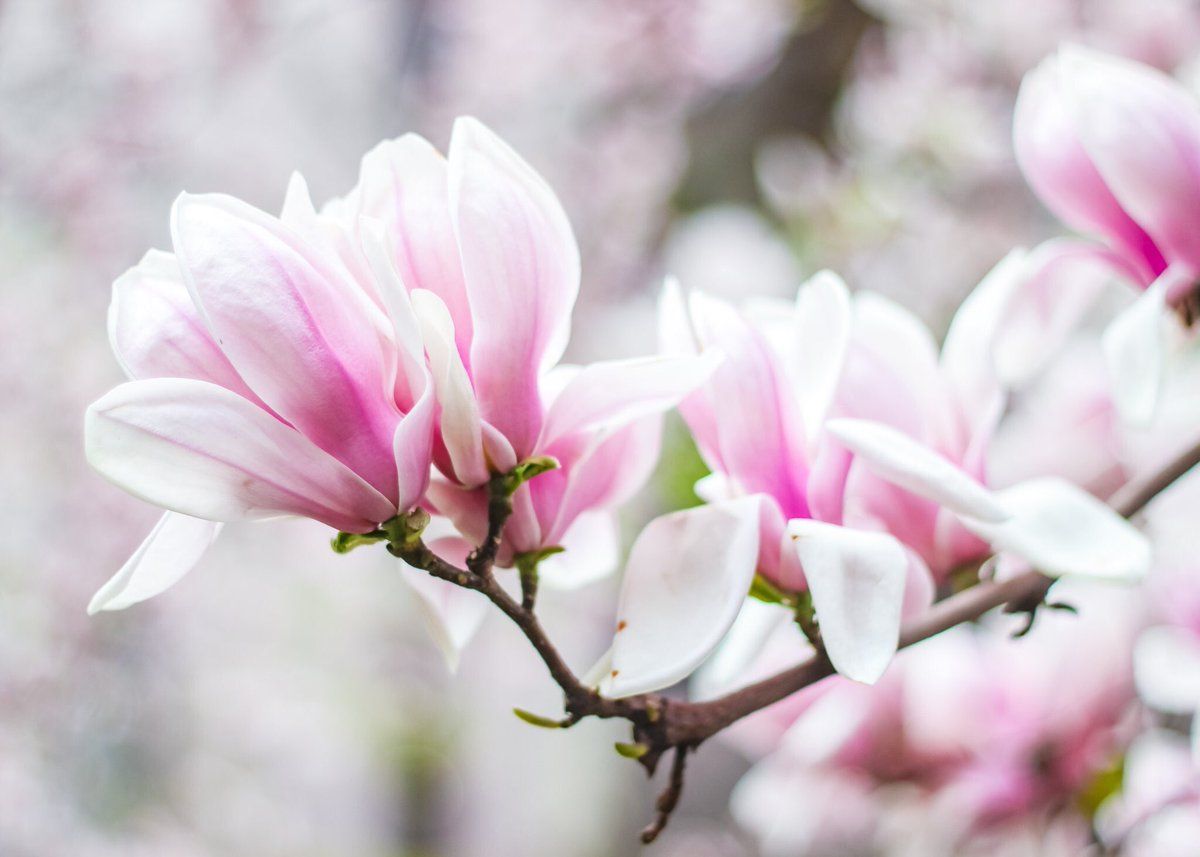 “RT paula <a href="/FlowergirlPaula/">⚘🌺sweet pea..🌷▪︎🩷*~💕⚘🌸🌷☆⚘○🩷~♡☆⚘🌷▪︎🦋🌸•°~*</a> Smile its Sunday.......
See you later” buff.ly/i5M57S
<a href="/parties_bloom/">Parties in Bloom</a> #florist #weddings #parties #GIRLSNIGHTOUT 
buff.ly/2KProh4