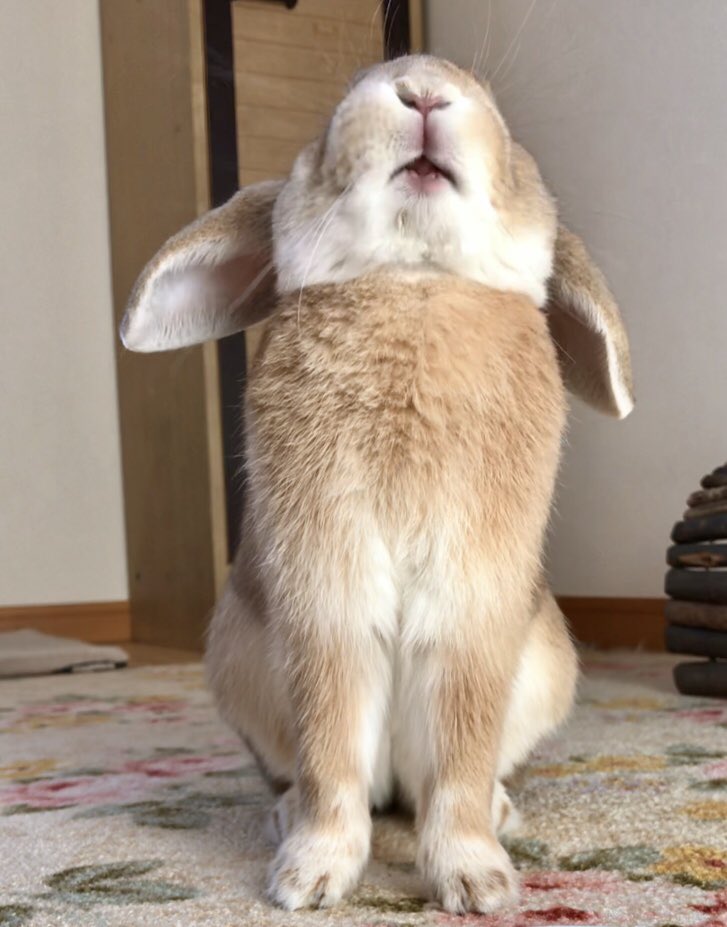 うさぎが上を向くとおくち周りがよく見えて心が平和になる。