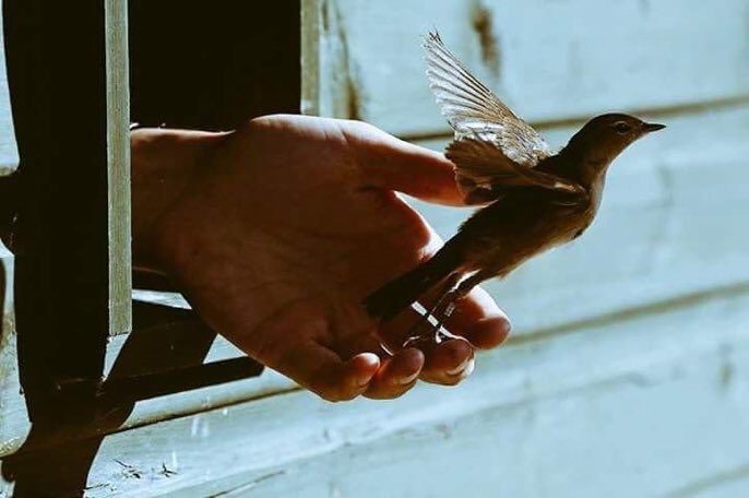 o31ii's tweet photo. لا تستقبل صباحك بوجهاً عبوس ، جرب بأن تفتح نافذتك و تُغلق عيناك للحظة و تستمع لأصوات العصافير و تأخذ نفساً بعمق ، ستشعر بأنه فعلاً صباح الخير .. 🧚🏻‍♀️🌾 https://t.co/P5tsPd9cDY