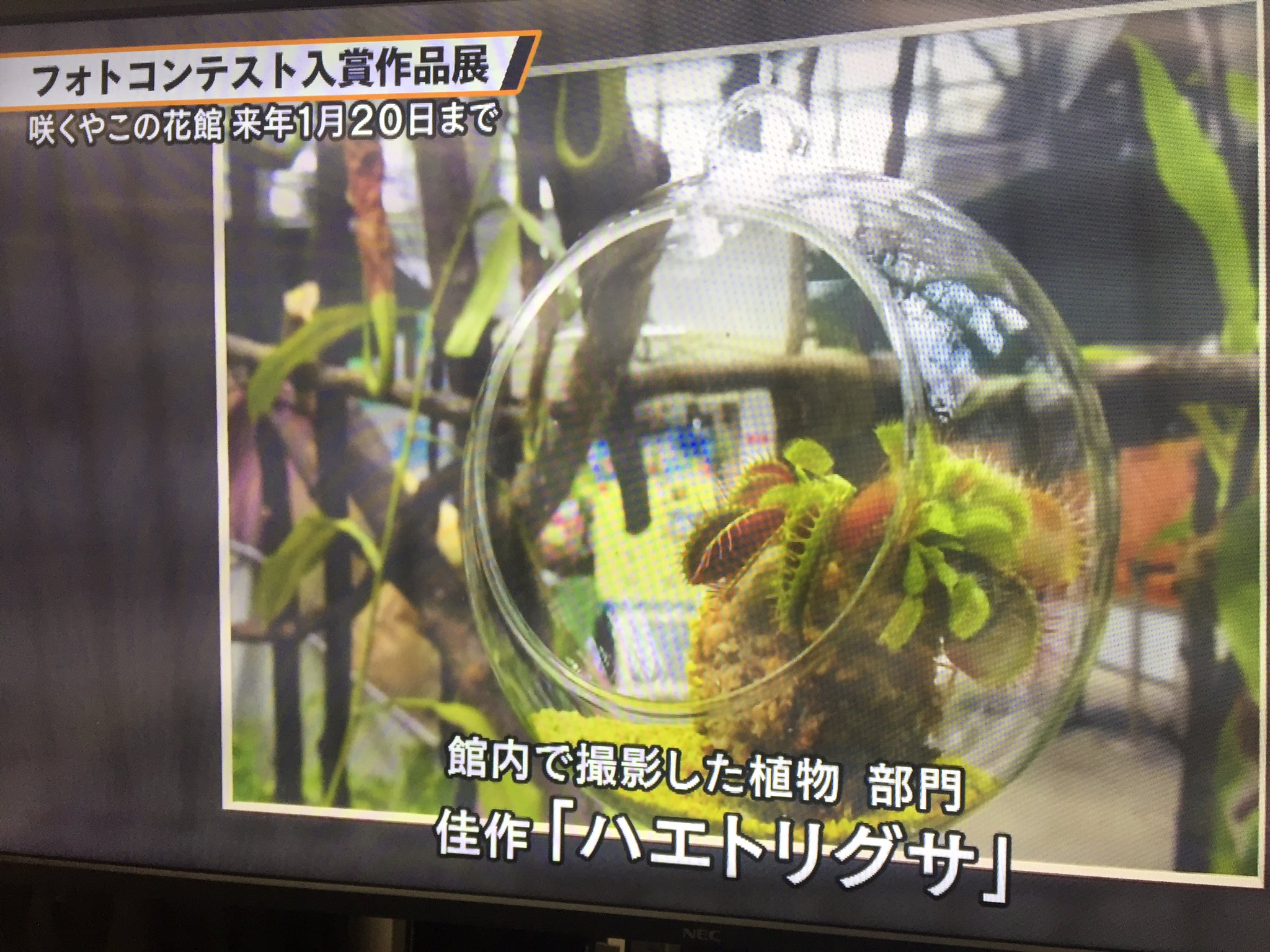 Twitter 上的 公式 J Comチャンネル 大阪 鶴見緑地の植物園 咲くやこの花館 で開催中の フォトコンテスト入賞作品展 食虫植物 ハエトリグサ や世界最大の花 ラフレシア などいろんな写真が見れますよー 咲くやこの花館 T Co Qgqrwarupp Twitter Twitter 上的 公式 J Comチャンネル 大阪 鶴見緑地の植物園 咲くやこの花館 で開催中の フォトコンテスト入賞作品展 食虫植物 ハエトリグサ や世界最大の花 ラフレシア などいろんな写真が見れますよー 咲くやこの花館 T Co Qgqrwarupp Twitter