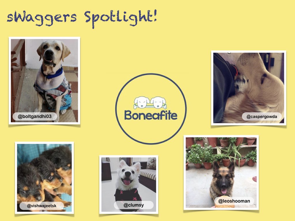 boneafite's tweet photo. Meet our sWaggers that got the most attention in Pug-o-war!!
Thank you sWaggers for puploading your canine clicks and making Boneafite beautiful.
Enjoy the spotlight!! #Boneafite #sWaggersSpotlight #YouWinSomeYouAwwSome #ForTheLoveOfDogs https://t.co/gEpEY7lYNV
