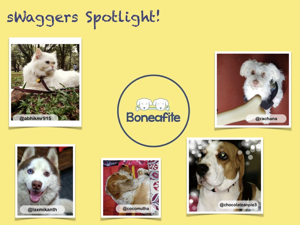 boneafite's tweet photo. Meet our sWaggers that got the most attention in Pug-o-war!!
Thank you sWaggers for puploading your canine clicks and making Boneafite beautiful.
Enjoy the spotlight!! #Boneafite #sWaggersSpotlight #YouWinSomeYouAwwSome #ForTheLoveOfDogs https://t.co/gEpEY7lYNV
