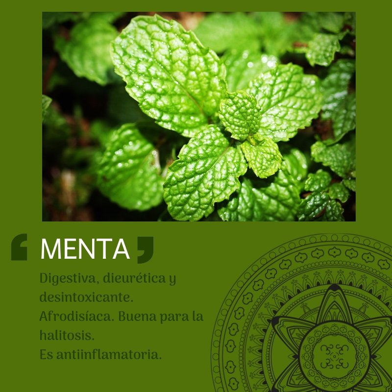 Silvia_Yoga's tweet photo. Avies remeieres! La menta és una de mis plantas y condimentos preferidos. Es de un verde brillante, estimula, abre, activa. En esta época no la uso tanto porque es refrescante. #menta #refrescante #verde #naturaleza #busca #sabor #digestion #infusionate https://t.co/1Py6l4ILyK