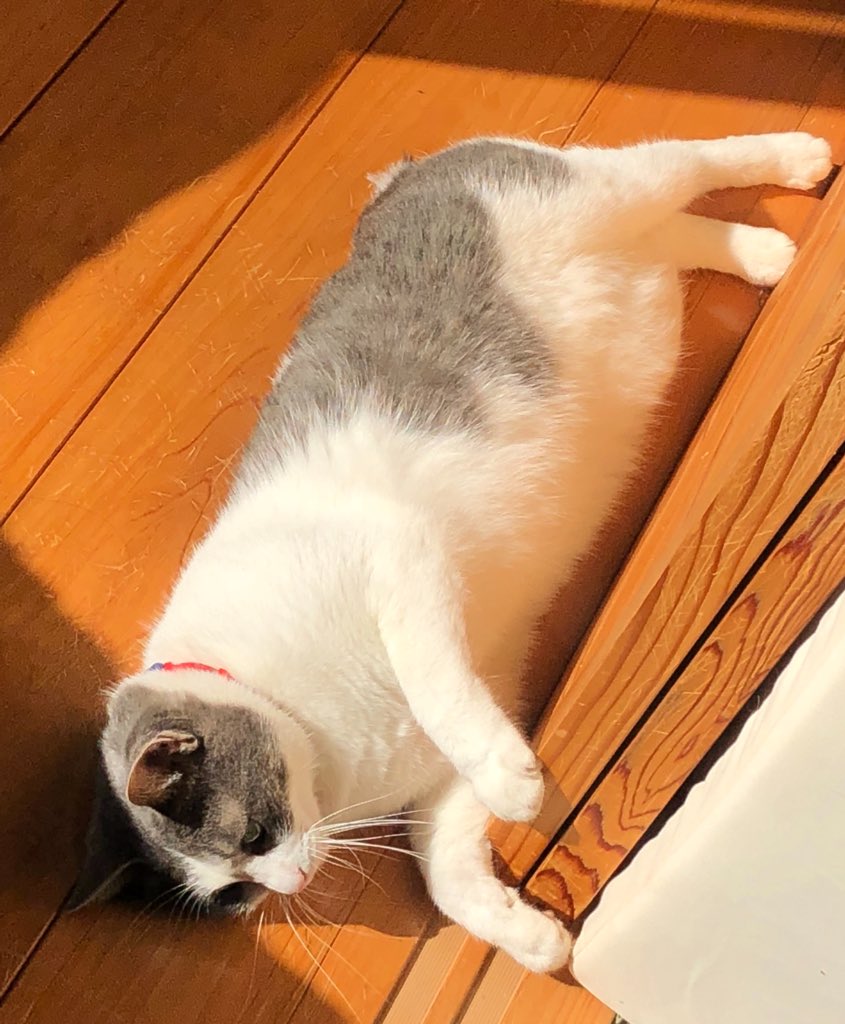 ktpite's tweet photo. ぽんぽん https://t.co/v9QwEdR25A