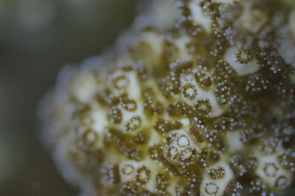 TessMoriarty's tweet photo. I had the privilege of viewing @velaa_island #coralrestoration project after not seeing it for 9 months. The nursery & transplanted corals both look incredible thanks to the project leader @hashtagmaren #WomeninSTEM #coralreef #yearofthereef ๐ https://t.co/njSWsr3cnB