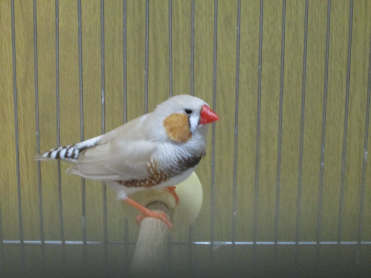 鳴き声 カナリア カナリアってどんな鳥！？鳴き声や生息地・生態について