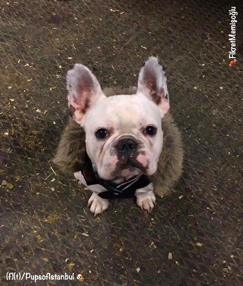 pupsofistanbul's tweet photo. İyi giyinin, hava soğuk.. | Dress well, it is really cold outside.. ⛄️🐶🔥 via @fikret.memisoglu 😘 #pupsofistanbul #istanbul #köpek #puppy  #onlarbizeemanet #satinalmasahiplen #dog #belovedturkey #puppylove #köpeksahiplen #dogs  #photooftheday #beautiful #love #life ♡ https://t.co/iIijatqHWQ