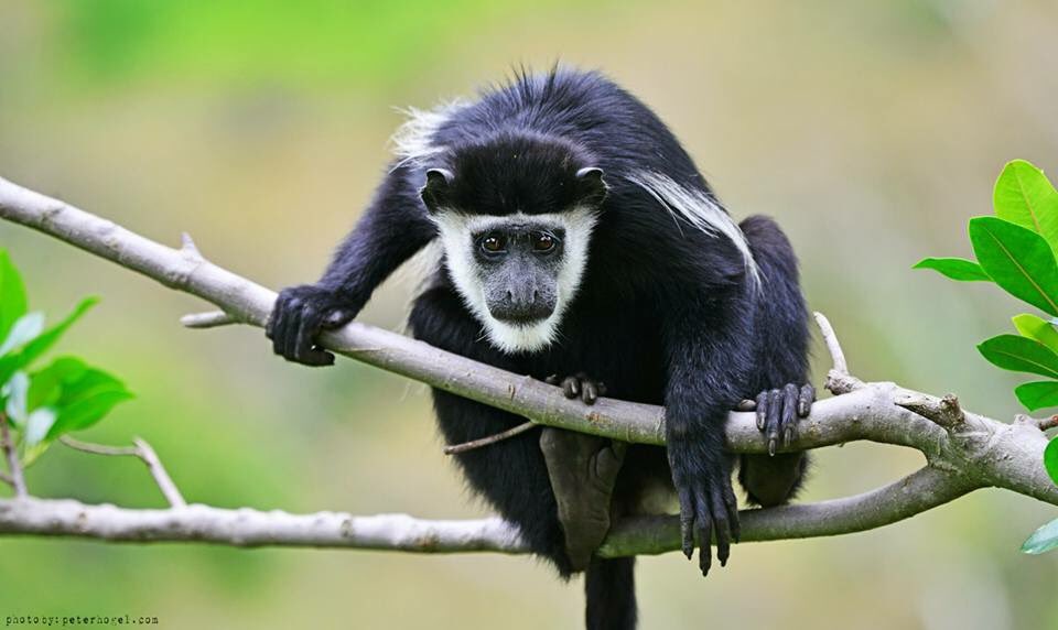 U_WildSafaris's tweet photo. #Uganda popularly known as the #PearlOfAfrica is ranked as world’s #primates capital, Today we share with our top primates tour package https://t.co/rBvDkYfTko… #safari,#festiveseason
#Ugandasafari #safariUganda #Ugandatour #tourUganda #KFNP #PrimateSafaris #ChimpTrekking https://t.co/5kryIfxKD3
