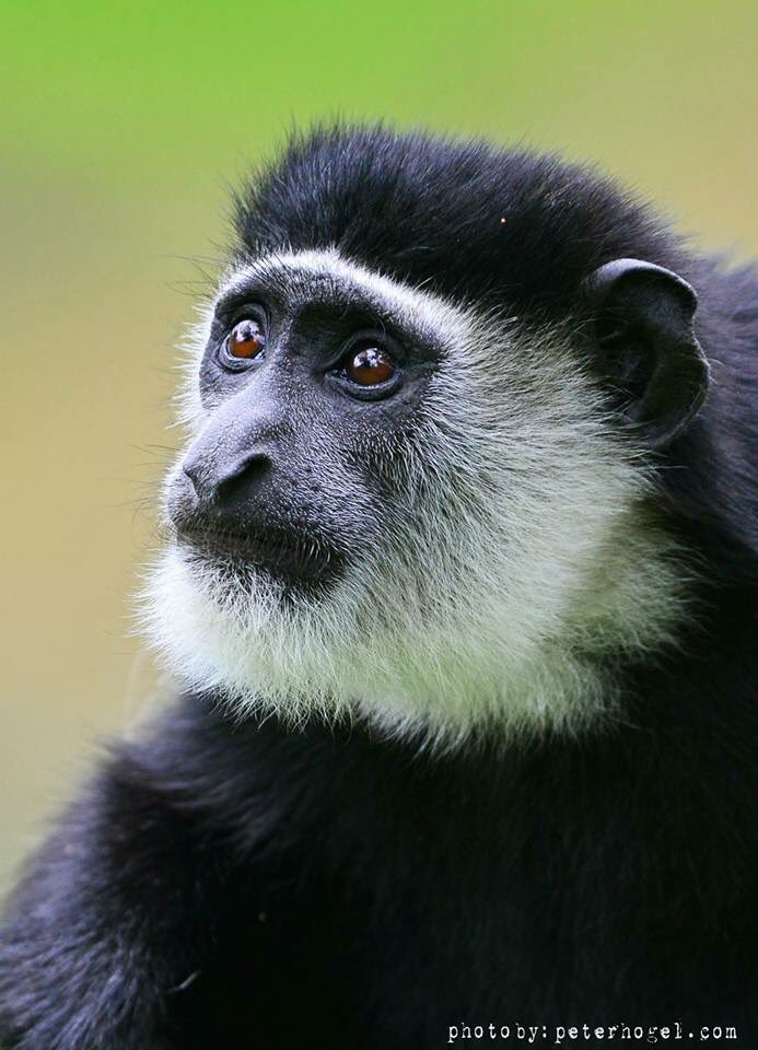 U_WildSafaris's tweet photo. #Uganda popularly known as the #PearlOfAfrica is ranked as world’s #primates capital, Today we share with our top primates tour package https://t.co/rBvDkYfTko… #safari,#festiveseason
#Ugandasafari #safariUganda #Ugandatour #tourUganda #KFNP #PrimateSafaris #ChimpTrekking https://t.co/5kryIfxKD3