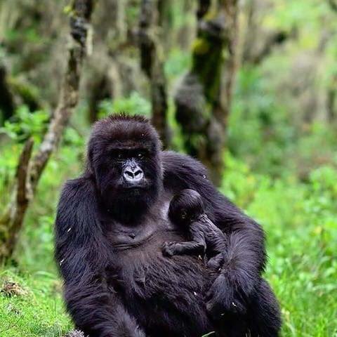 U_WildSafaris's tweet photo. #Uganda popularly known as the #PearlOfAfrica is ranked as world’s #primates capital, Today we share with our top primates tour package https://t.co/rBvDkYfTko… #safari,#festiveseason
#Ugandasafari #safariUganda #Ugandatour #tourUganda #KFNP #PrimateSafaris #ChimpTrekking https://t.co/5kryIfxKD3