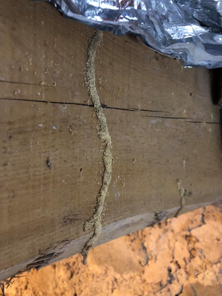 Diagactu's tweet photo. La photo du #diagnostic #immobilier du mois de Novembre. Voilà à quoi ressemble un cordonnet de #termites. Heureusement les diagnostiqueurs ont l'œil ! Retrouvez des centaines d'autres photos partagées par les diagnostiqueurs immobiliers : https://t.co/gRBR2dbj6X👍 https://t.co/XhHLPt1clc