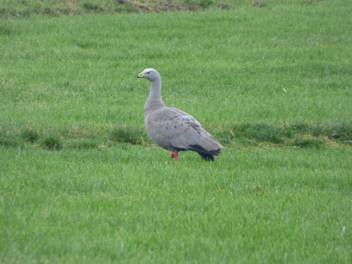 Zaterdag, op strooptocht in het Gaasterland. "Hoendergans", met dank aan Sjoerd voor de foto.