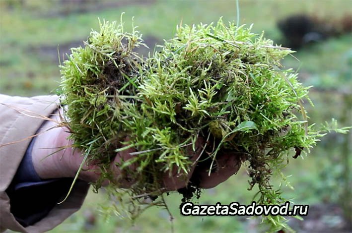 gazetasadovod's tweet image. Природный консервант - мох #сфагнум » &quot;Газета #садовод&quot; - сетевое издание gazetasadovod.ru/hranim/5982-pr…