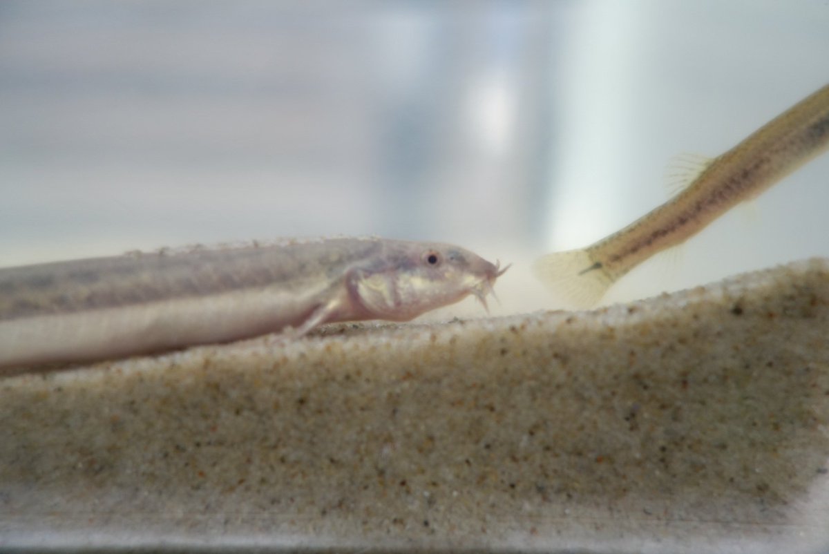 かわねこ 8月27日 月 昨日ドジョウがエサを食べてないなと思っていたら今朝見たら死んでいた 日陰に置いていたが暑さでやられたか病気か寿命か