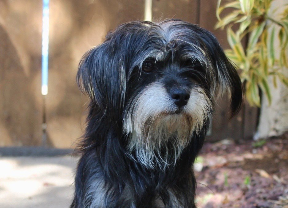 petfinder havanese