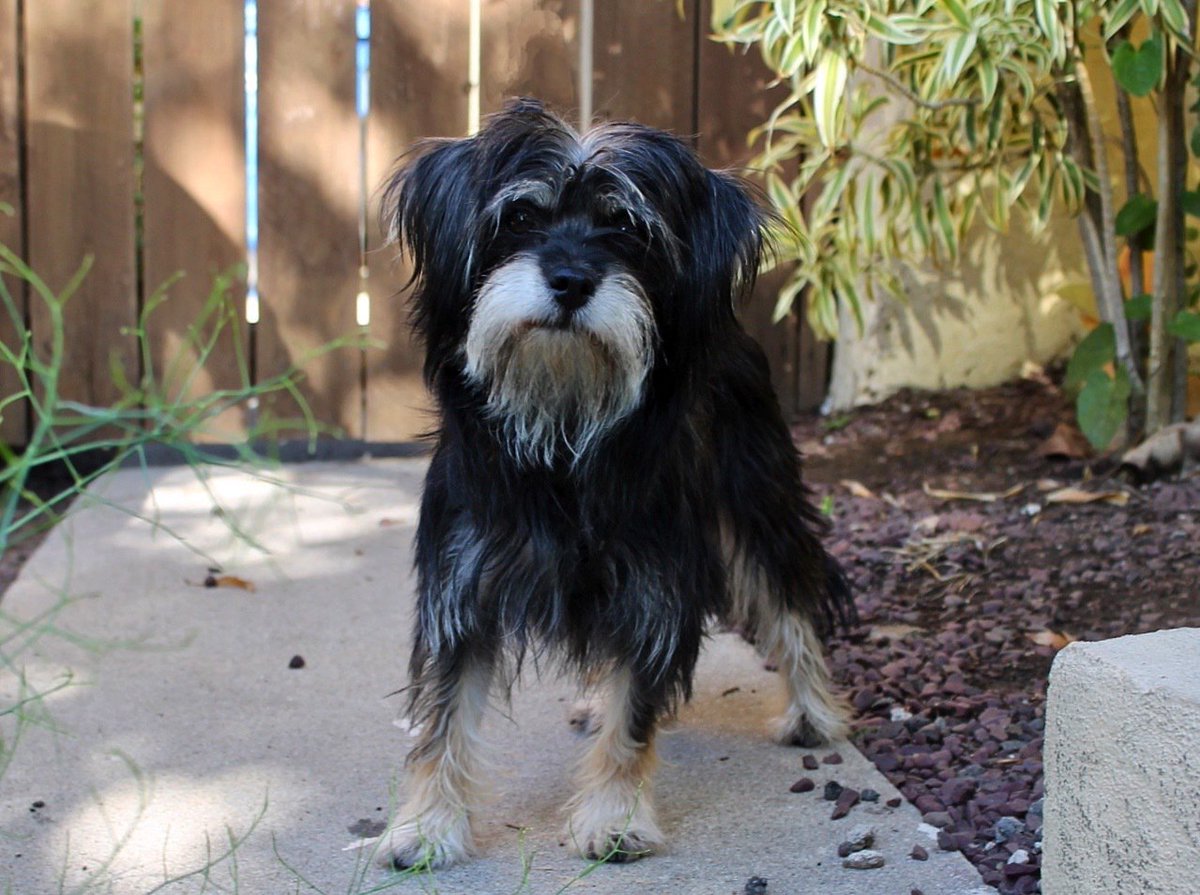 petfinder havanese