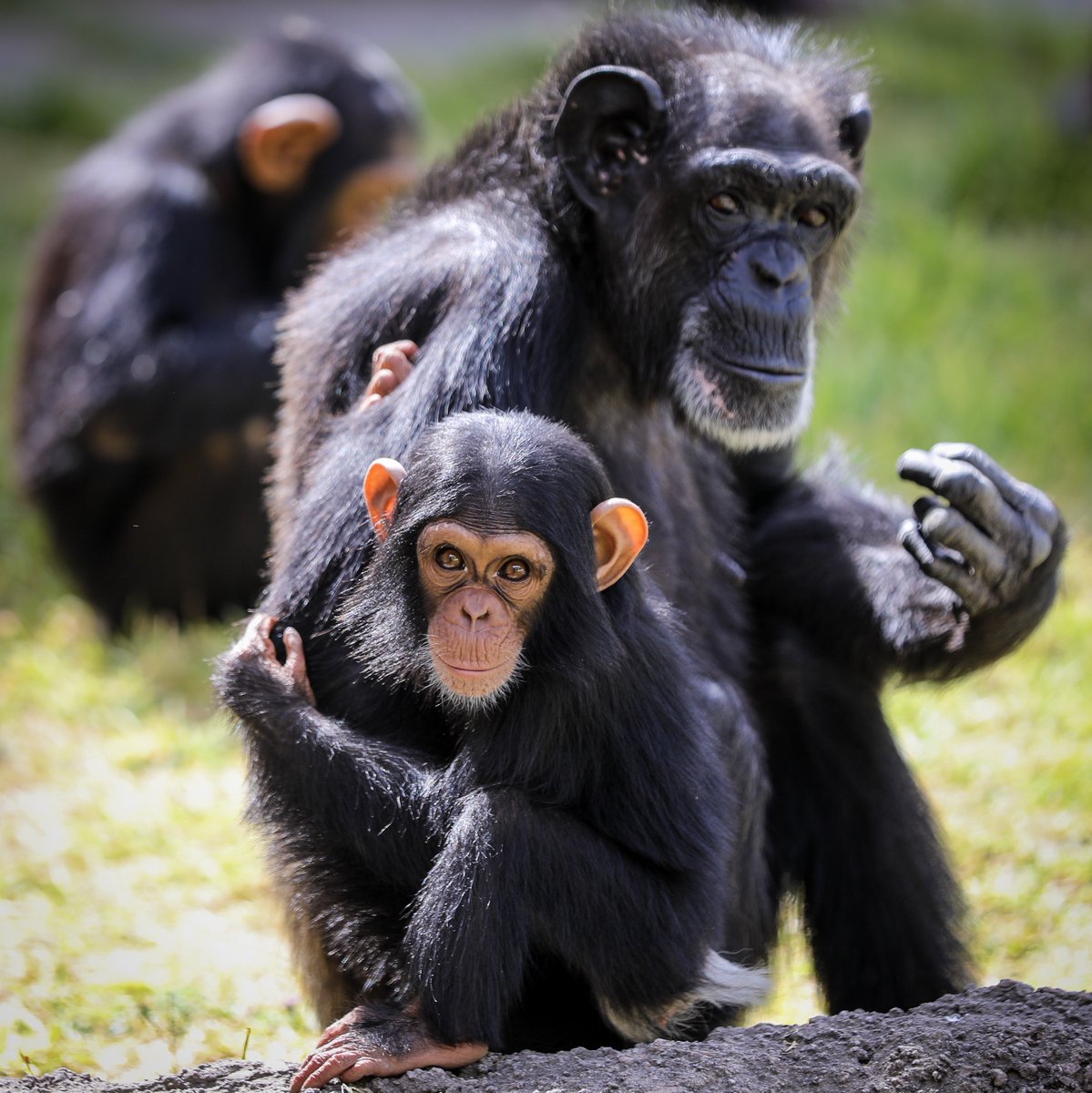 Los primeros monos aparecieron en África hace al menos 40 millones de años. Tú puedes venir a verlos a Africam Safari especialmente hoy #DíaDelMono.
