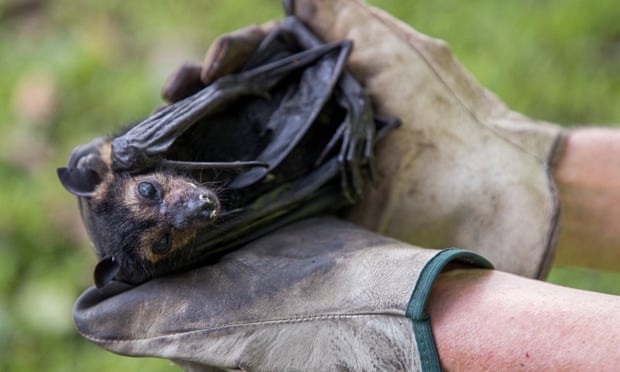 RTW_Aus's tweet photo. A recent extreme #heatwave in #farnorthQueensland has left the #spectacledflyingfox population devastated, and conservationists are urging for the species' 'threatened' status to be upgraded to '#endangered.'
https://t.co/KxnjJBx0RZ https://t.co/hmWoHRqN5k