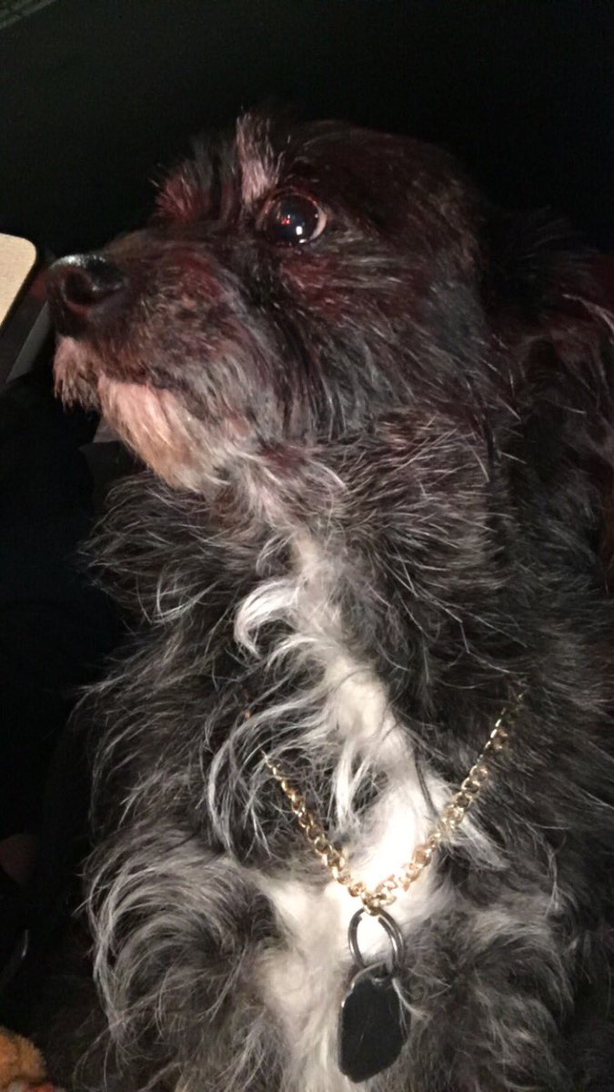 pippin_14's tweet photo. Can’t see all the haters with all this shine on my neck #blingbling #newchain #bickenbackbeingbool https://t.co/CMuyLLABgm