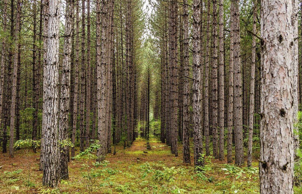 DroneBelow's tweet photo. Wildfire in Jack Pine Forests: How Drones and Satellites Can Help Recovery #Environment #Forestry #geography #JackPine #LiDAR #Pinusbanksiana #SpatialScience #TreeDetection #Drones #UAV https://t.co/5NLxsoG2Pf https://t.co/6dLpLARo5J