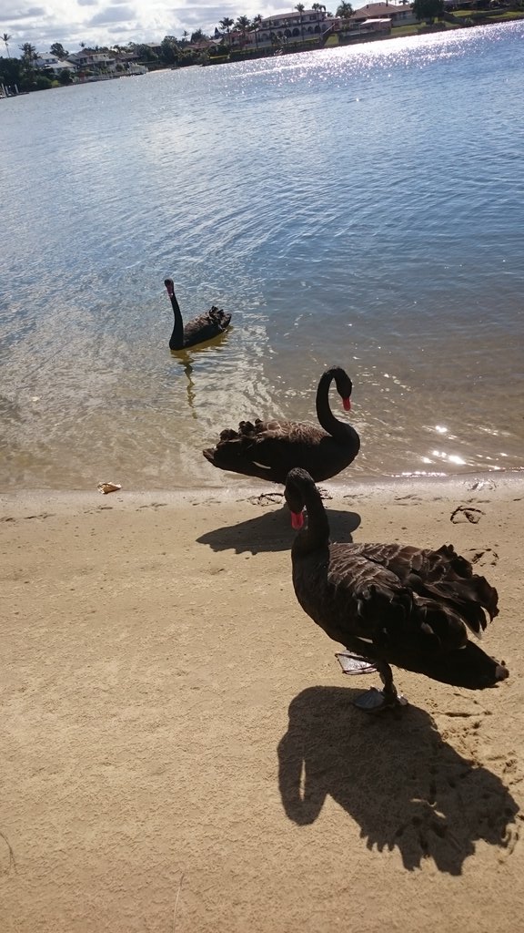 @Leel06Lee These are the beautiful black swans that will come home this afternoon to find some stupid ethicists dumb council worker has dumped soil and their Lake on the orders of our criminal mayor I am so freaking angry #TomTate