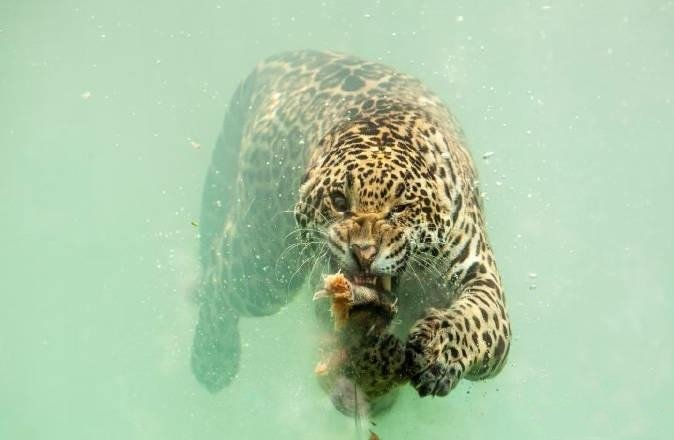 HeroNew6's tweet photo. A photographer caught a rare picture of a leopard hunting in the water. Big Meow.😆 https://t.co/ht3XBMleoo