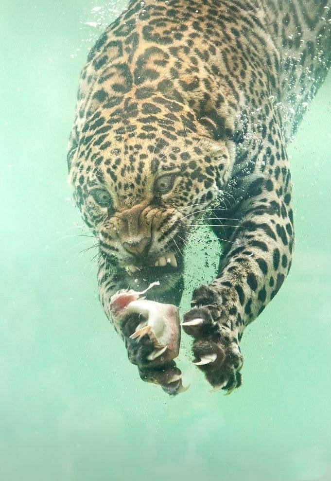 HeroNew6's tweet photo. A photographer caught a rare picture of a leopard hunting in the water. Big Meow.😆 https://t.co/ht3XBMleoo