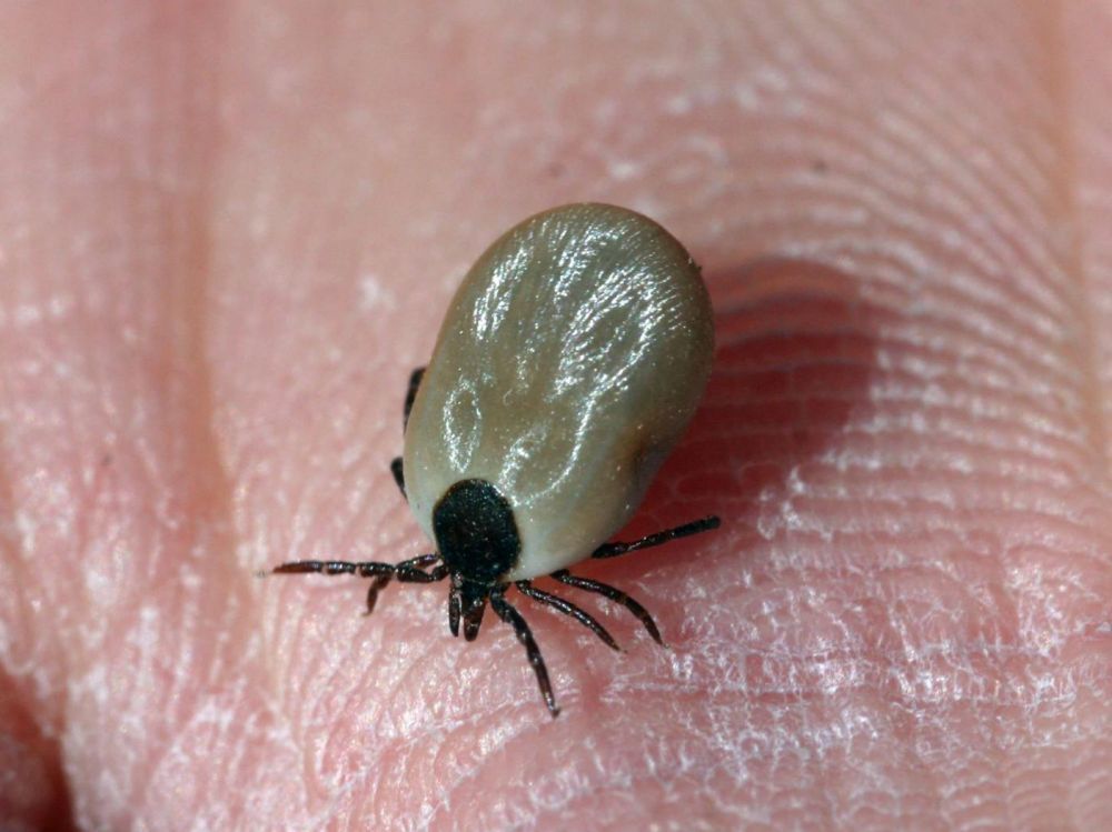 HygieneLabo's tweet image. Maladie de Lyme : les patients atteints ont 85% de risques de souffrir d'infections microbiennes multiples buff.ly/2zXZN8s