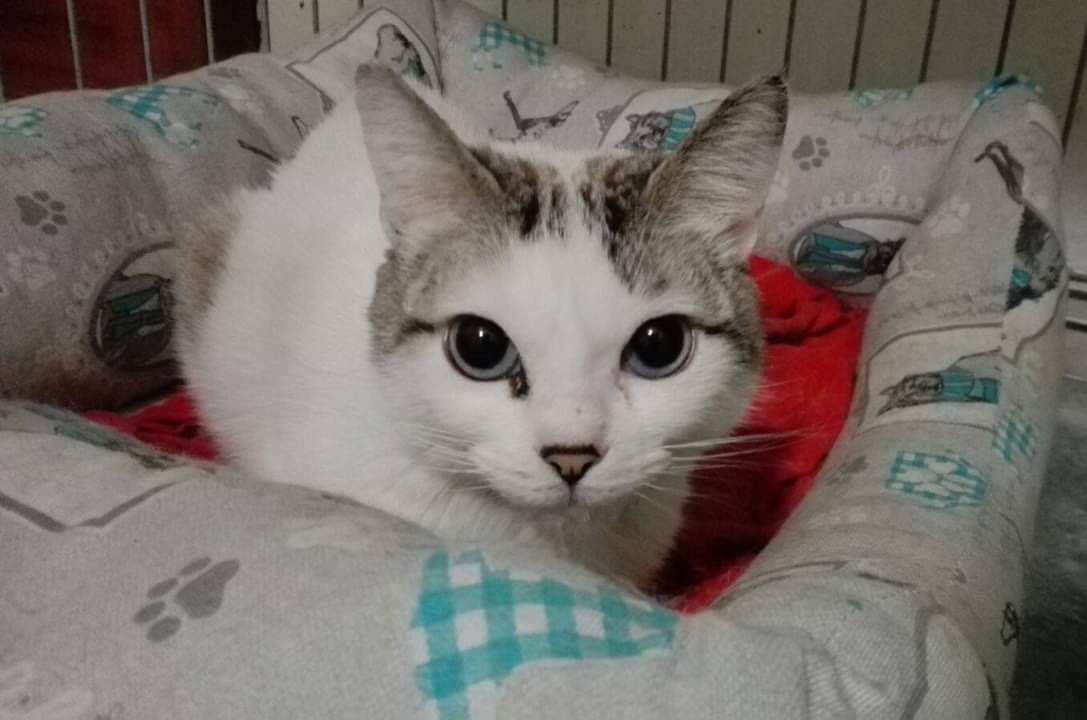 May we present Angela, our #KittyLoafMonday meowdel 😻 this sweet lady is still waiting for her #foreverhome 🏡 she’s very attached to “her” human and loves to be in the center of attention. Please #AdoptDontShop #CatsOfTwitter #MondayMotivation