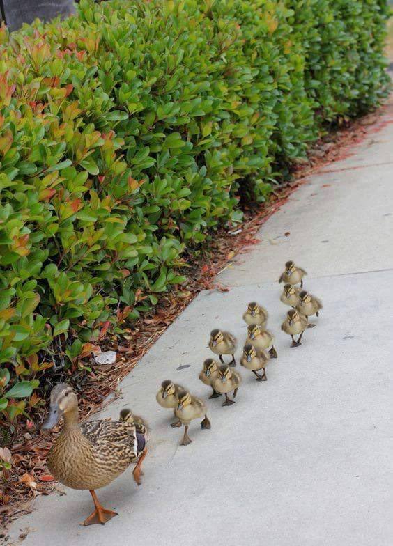 BautyNature's tweet photo. Ducks in a Row ❤️So Sweet https://t.co/tx0tPnYw9S