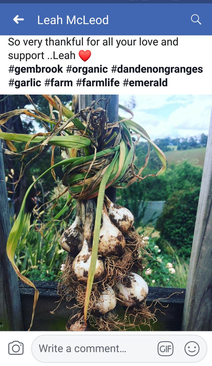 AgPeriUrban's tweet photo. Leah's garlic crop was stolen from her paddocks. Approx 400kg Australian+Italian garlic was removed (valued ~$10-15k).
Any info please ring Emerald @VictoriaPolice.

Advised will try to sell to greengrocers, restaurants or farmers markets.
#ausag @VicFarmrsMarkts @MelbFarmersMkts https://t.co/2p66cB3Njl