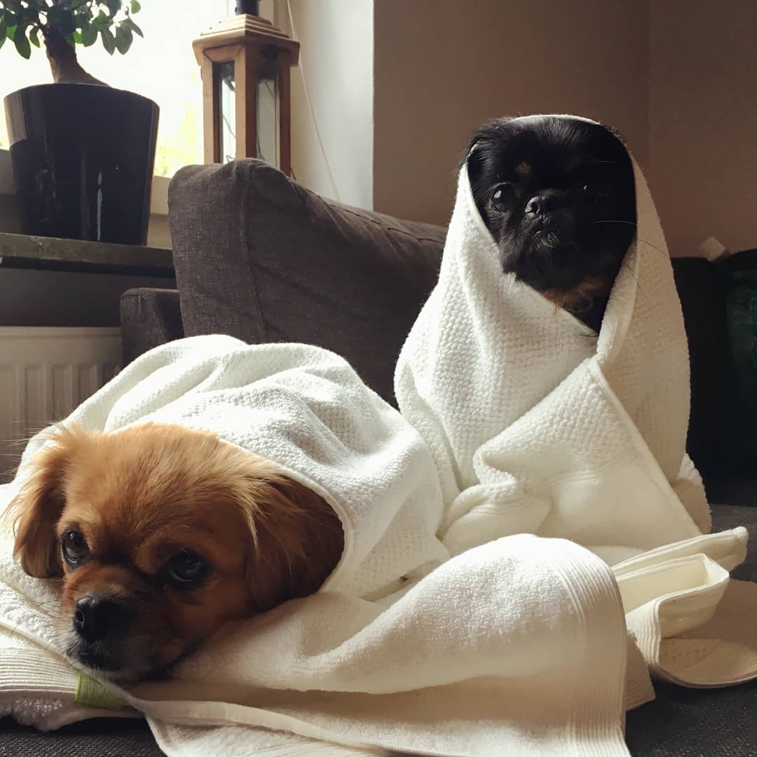 Kushel_de's tweet photo. Monday-morning-mood-faces 😴Our cute little puppies wrapped up in cosy @Kushel_de Towels. Have a great day ! 

#MondayMotivation #MondayMood  #newweek #Sustainability #puppylove #puppies #doggy #veganism  #veganlife #petlovers #GoGreen https://t.co/qs8hKDPyNd