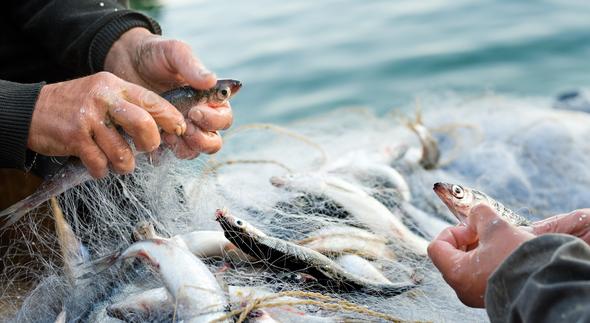 BlueSmartPR's tweet photo. At the beginning of the 1950's on the eastern coast of the Adriatic there were 27 factories of canned fish with daily capacity of 100 tonnes of raw material. 🐟🌊
#Adriatic #fish #fisheries #sea #sealife @EU_MARE https://t.co/YcvC2KO3Tn