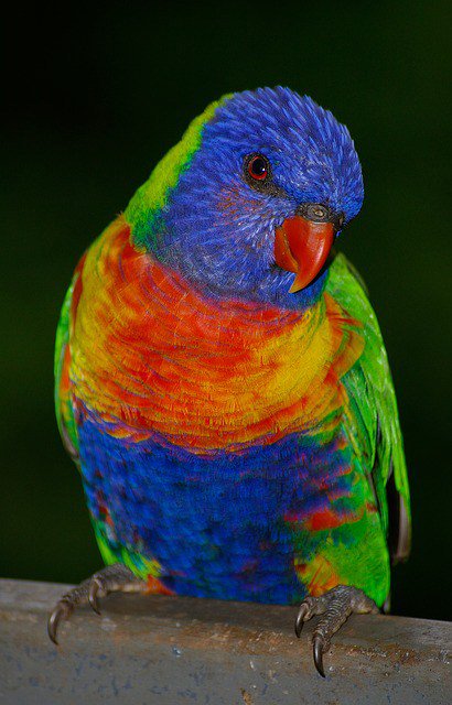 carisroane's tweet photo. Lorikeets https://t.co/NL0pnQNC5Y https://t.co/edwkT6RgOj