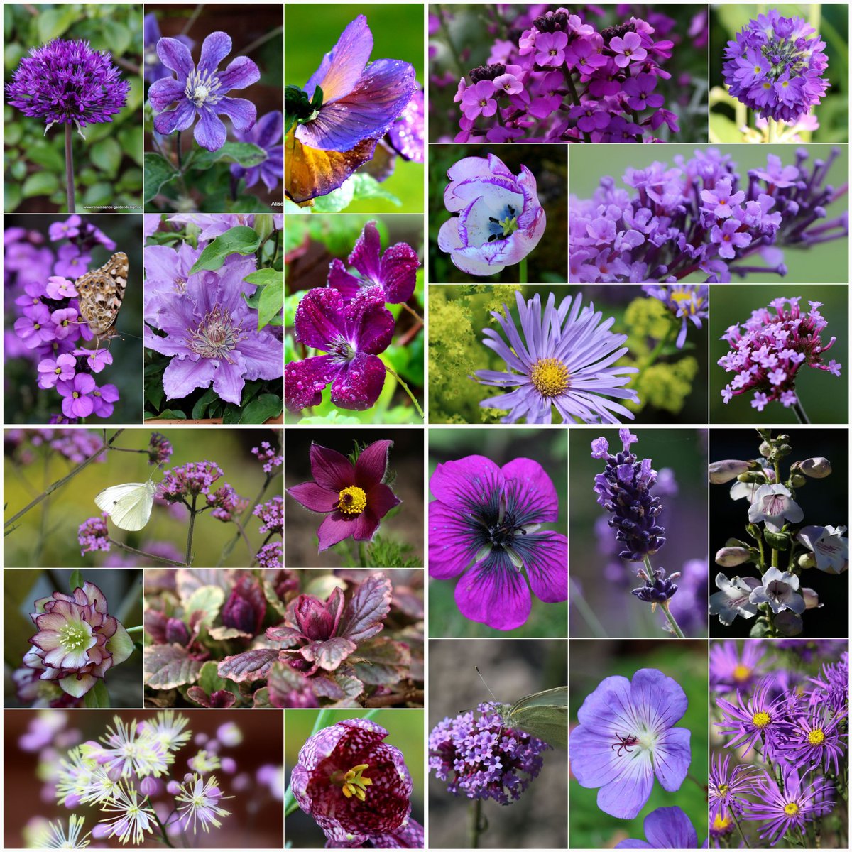 As it's been a bit of a dull week for taking photos in the garden, here's the last of the colour themed collages from #mylittlegarden #purpleflowers #flowerphotography #MondayMotivation
