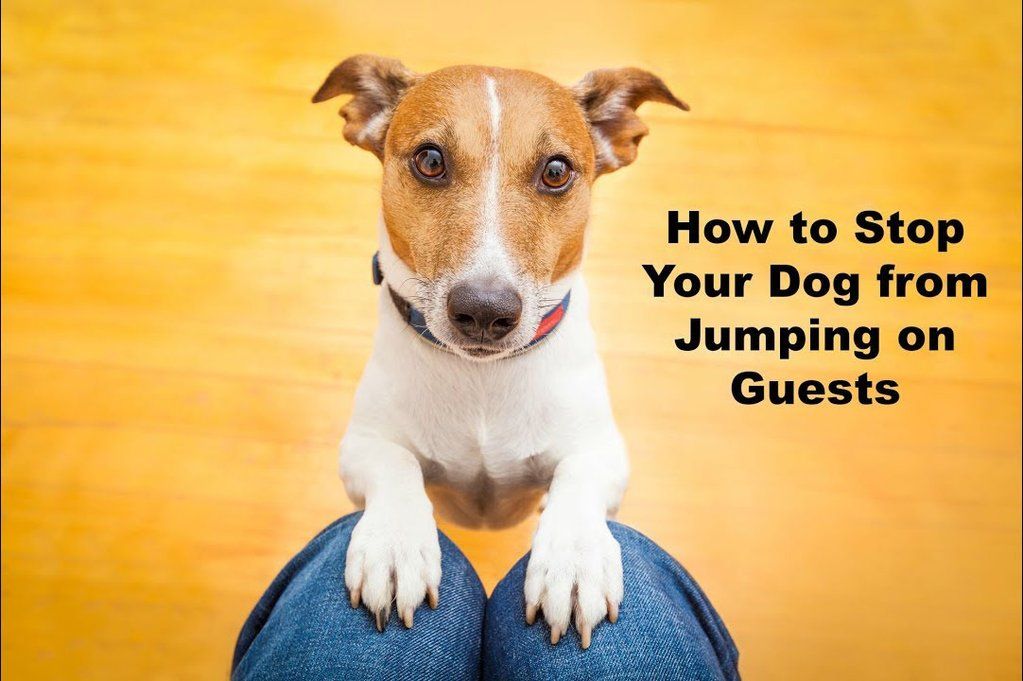 petsability's tweet image. Does your dog get over excited with all the visitors this time of year? 🐶
Help him behave so both you and your guests can enjoy the holiday! 
buff.ly/2rfwVVc
#dogtraining #doglovers #dogsarelove #dogbehavior