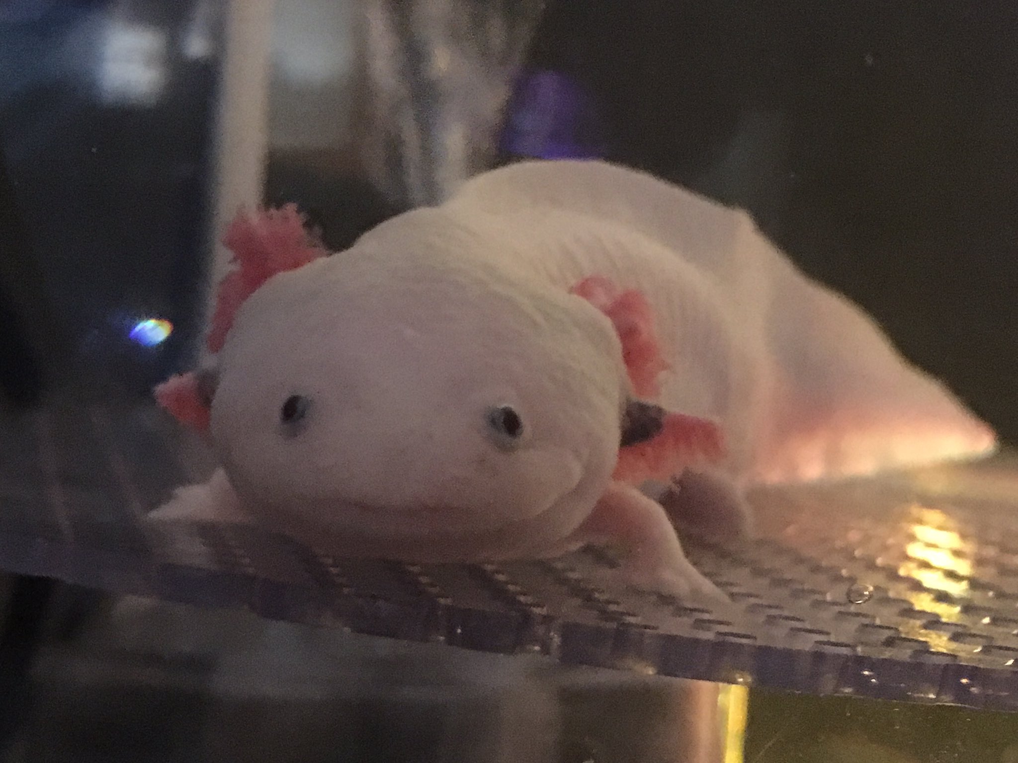 تويتر 仙台うみの杜水族館公式 على تويتر 仙台うみの杜水族館 ウーパールーパーかわいいですなぁ 単なる感想ツイートですみません S Uminomori ウーパールーパー T Co Prw0itvehd