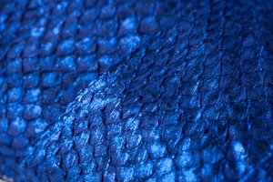 VFLeather's tweet photo. We are all about colour this Monday morning. The more the merrier. Get in touch with us for more information on how we can make your brand colourful with some fish leather. #FishLeather #SustainableFashion Link in bio. https://t.co/3H5UP96Fii