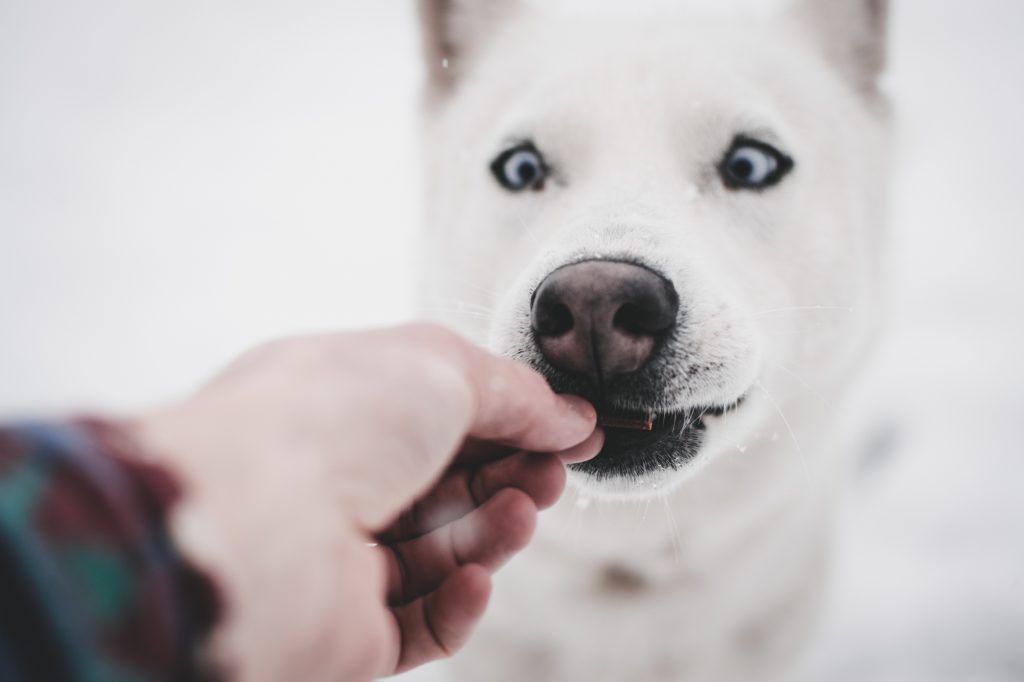 New Post: Christmas Treats for Your Dog buff.ly/2BKFQnC