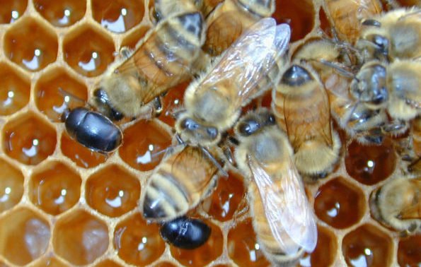 Aethina tumida, le petit coléoptère des ruches
#apiculture #abeilles
bit.ly/2AlNape