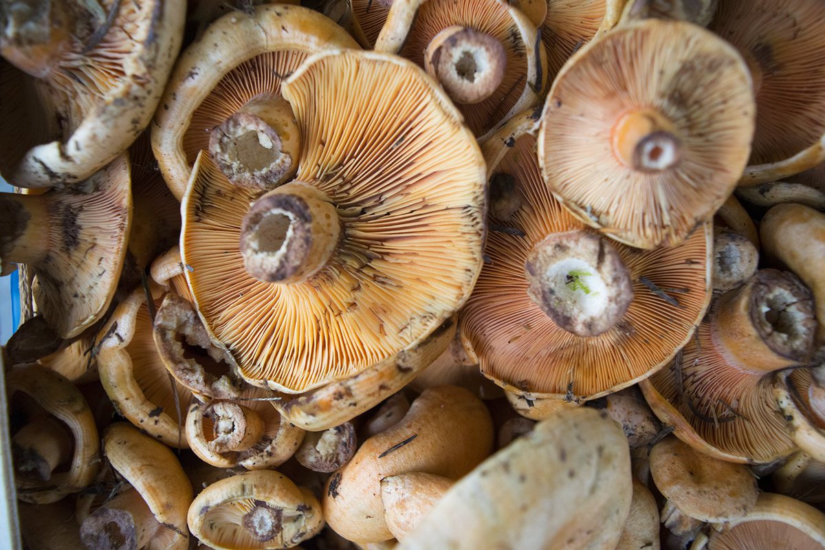 Mercatdissabte's tweet photo. Què són els bolets? D’un gran interés culinari i farmacèutic, el bolets  són fongs que es reprodueixen per espores. Aquestes viatgen gràcies al  vent i, quan cauen al terra, germinen i creixen nous bolets https://t.co/CC1IqjFvB9 #mercatdeldissabte #bolets #sitgesanytime https://t.co/H17I7ureNb