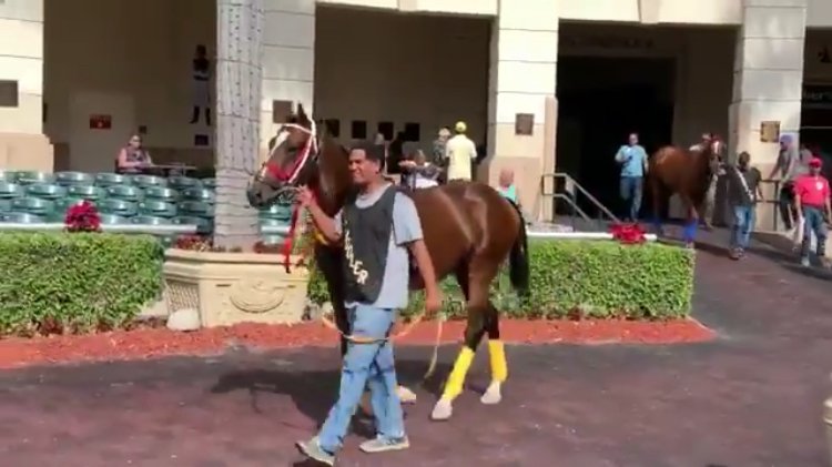 #Hipismo SCHOOLING de My Racing Mate, listo para representarnos en Clásico del Caribe. Nacido y criado en <a href="/Haraslossamanes/">Haras Los Samanes</a> #Venezuela