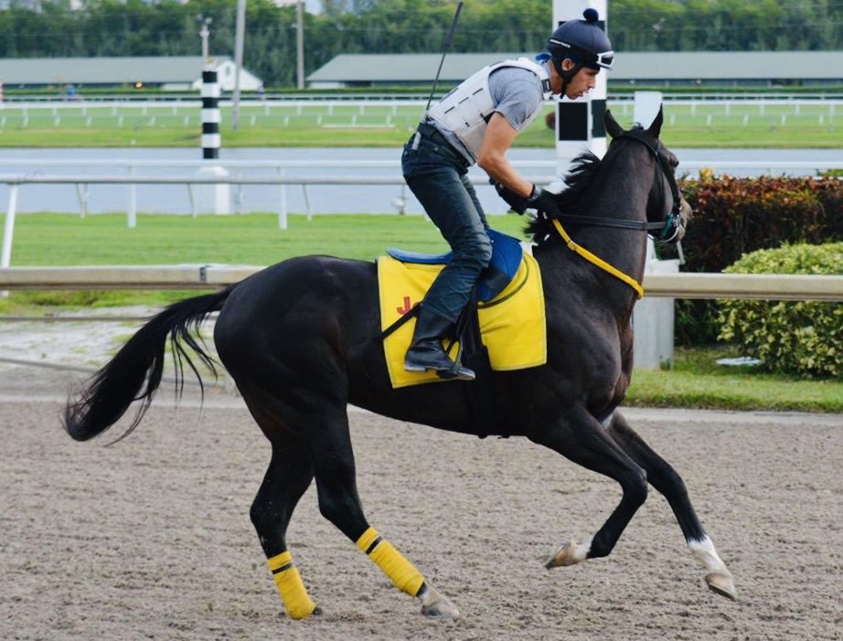 Haraslossamanes's tweet photo. #Hipismo Feliz inicio de semana SAMANEROS!!!! Presentamos para ustedes los ejercicios de BIG BORIS ONE (Jupiter Pluvius), listo para representar a Venezuela en Serie Hípica del Caribe 2018. (Foto cortesía) https://t.co/BWX8oGYRQz