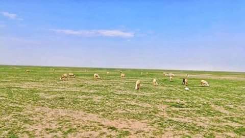 Zahra_02_'s tweet photo. Setelah diguyur hujan deras, gurun Arab Saudi berubah menjadi hijau.
#tanda2 kiamat... https://t.co/fXVqmLSaer