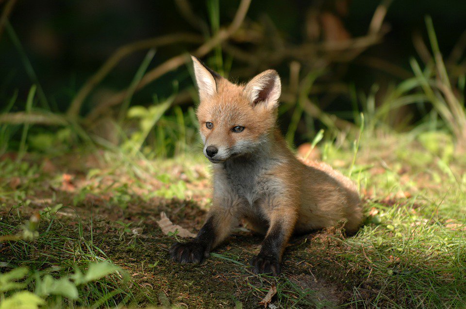 authorJaneKing's tweet photo. “A forest's beauty lies with its inhabitants.” 
― Anthony T. Hincks

#December2018Reads
#AFoxInTheFamily
#wildlife https://t.co/6tHju5VFVv