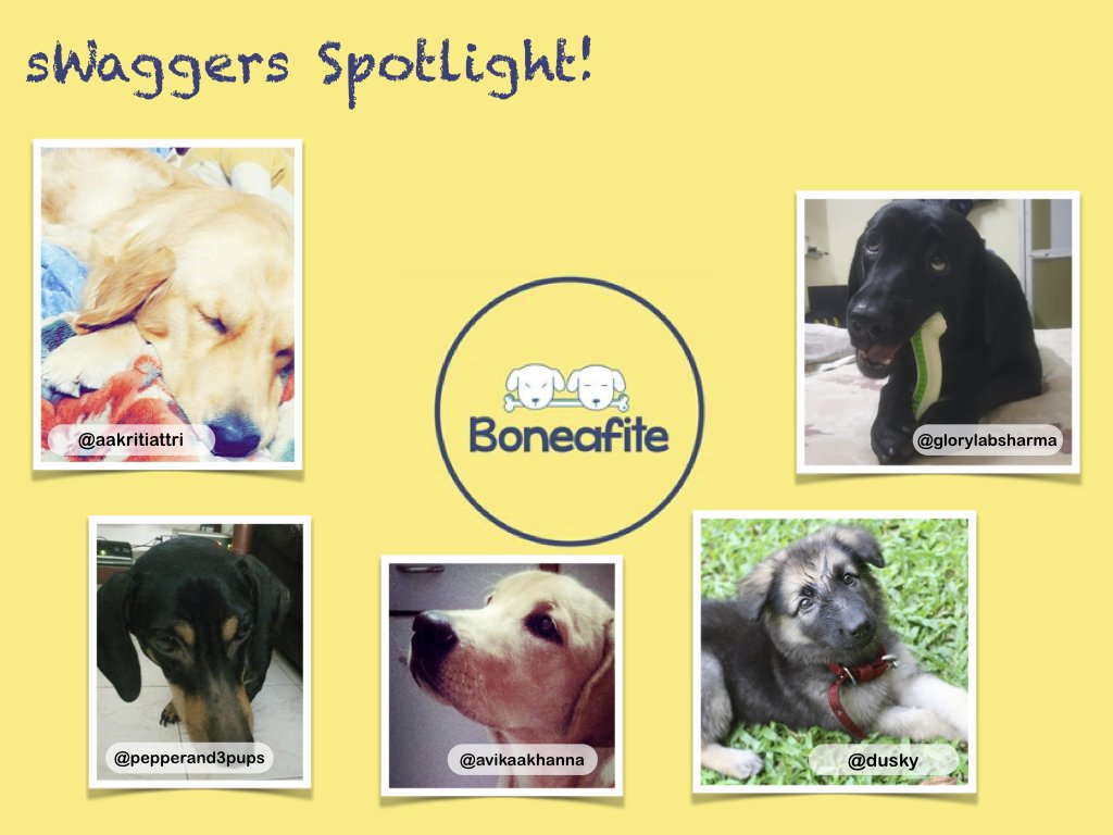 boneafite's tweet photo. Meet our sWaggers that got the most attention in Pug-o-war!!
Thank you sWaggers for puploading your canine clicks and making Boneafite beautiful.
Enjoy the spotlight!! #Boneafite #sWaggersSpotlight #YouWinSomeYouAwwSome #ForTheLoveOfDogs https://t.co/iXaA7vdFZh