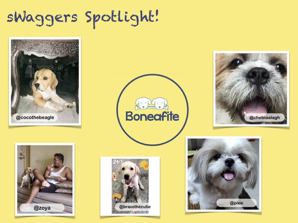 boneafite's tweet photo. Meet our sWaggers that got the most attention in Pug-o-war!!
Thank you sWaggers for puploading your canine clicks and making Boneafite beautiful.
Enjoy the spotlight!! #Boneafite #sWaggersSpotlight #YouWinSomeYouAwwSome #ForTheLoveOfDogs https://t.co/iXaA7vdFZh