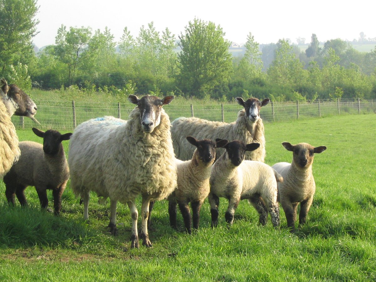 LizGenever's tweet photo. Interested in challenging yourself and your beef and sheep systems? Join the next intake of the @AHDB_BeefLamb progressive groups - https://t.co/Yn7lYr3qT3. Six meetings over three years with a mixture of speakers and topics, including genetics, grass, fertility and health https://t.co/3yykHzPQBw