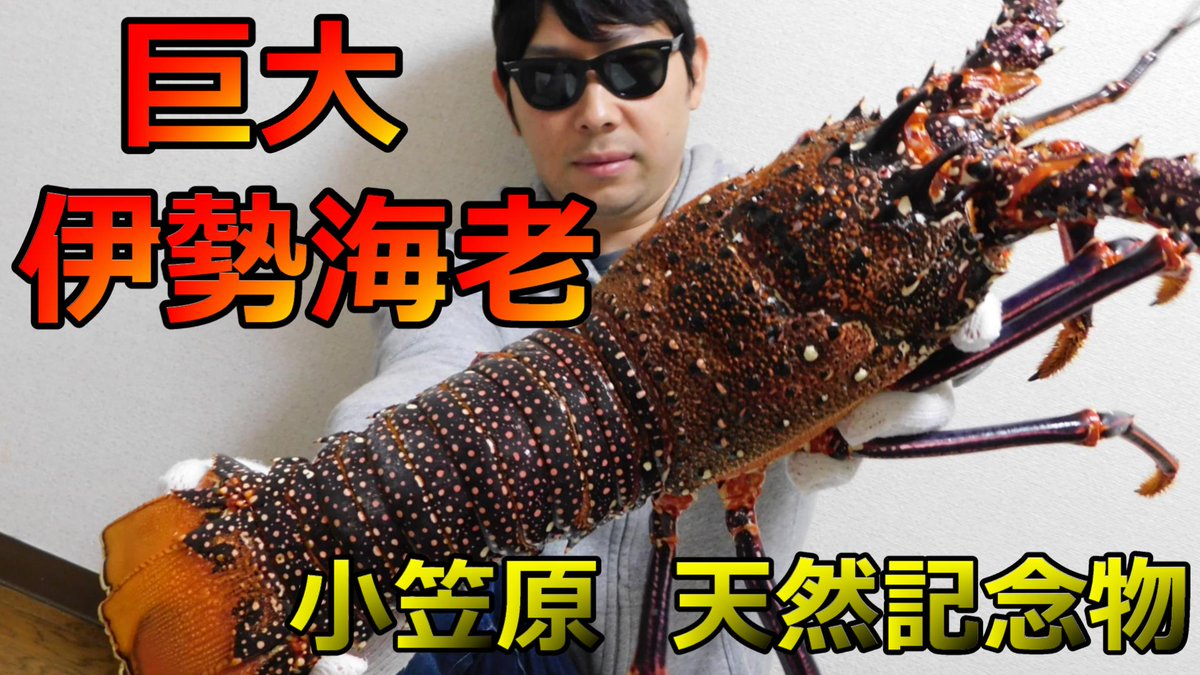 【お正月に】高級食材！巨大アカイセエビ(赤伊勢海老)を捌いて食べる【小笠原諸島の天然記念物】ブログはこちら sappatv.jp/blog-entry-139… …