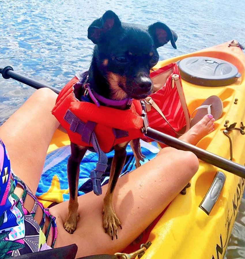 Florida Residents - Book Now &amp; SAVE!
Adorable shot <a href="/alexisd/">I m fucking monster</a>.beauty! Florida residents, doggy paddle down to Naples Bay Resort &amp; Marina and save up to 20% on your stay - We're pet-friendly too!
Click here to check availability: buff.ly/2LeWlyV
Photo Credit: <a href="/alexisd/">I m fucking monster</a>.beauty